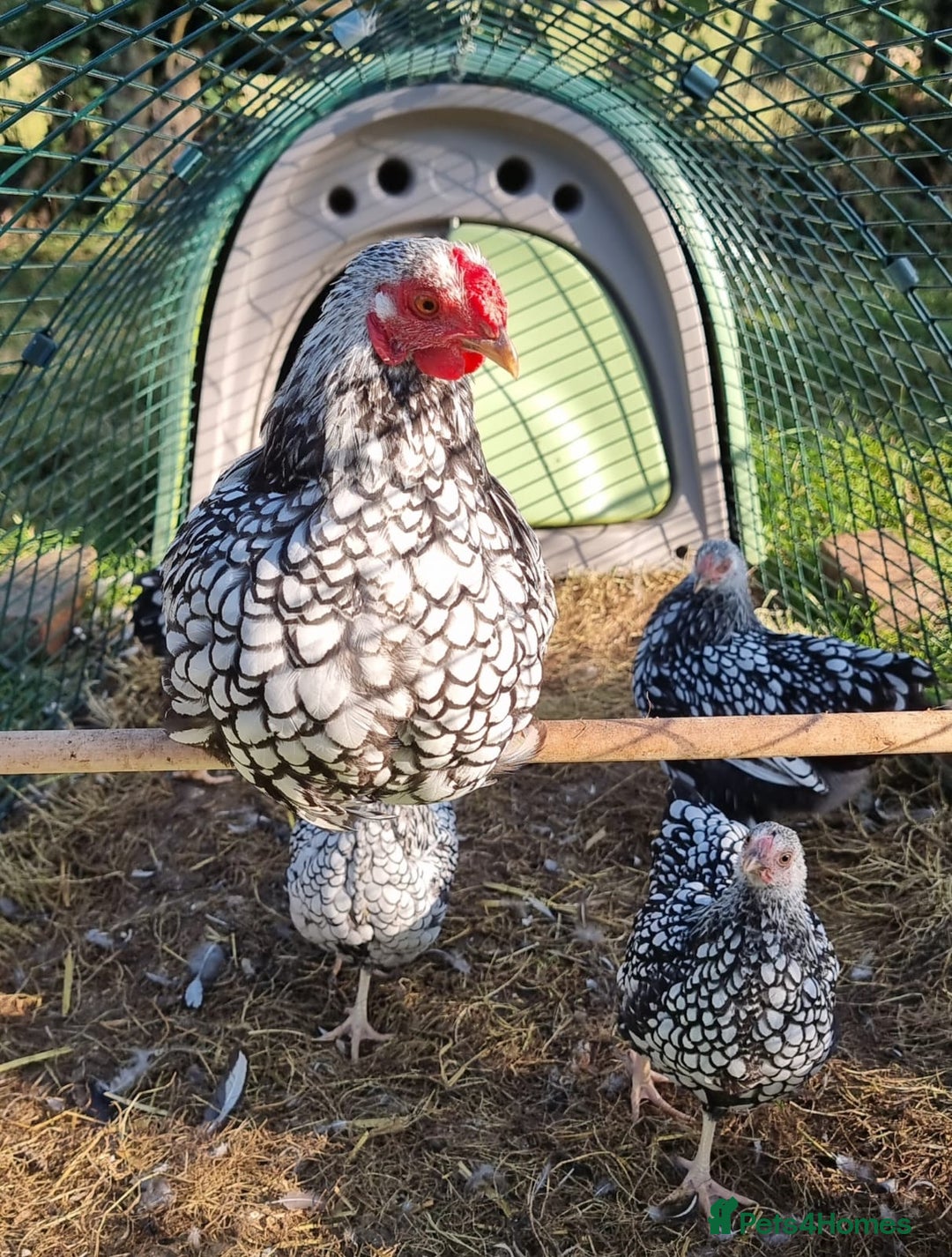 Chickens poultry for sale: Silver Laced Wyandotte Bantam Trio - Image 2