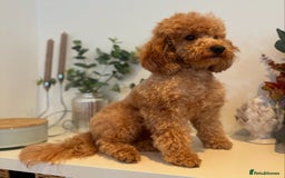 Toy Poodle dogs for stud: KC Red Toy Poodle STUD 🏆⭐️ HEALTH TESTED 🧬 ⭐️  in Aboyne - Image 1