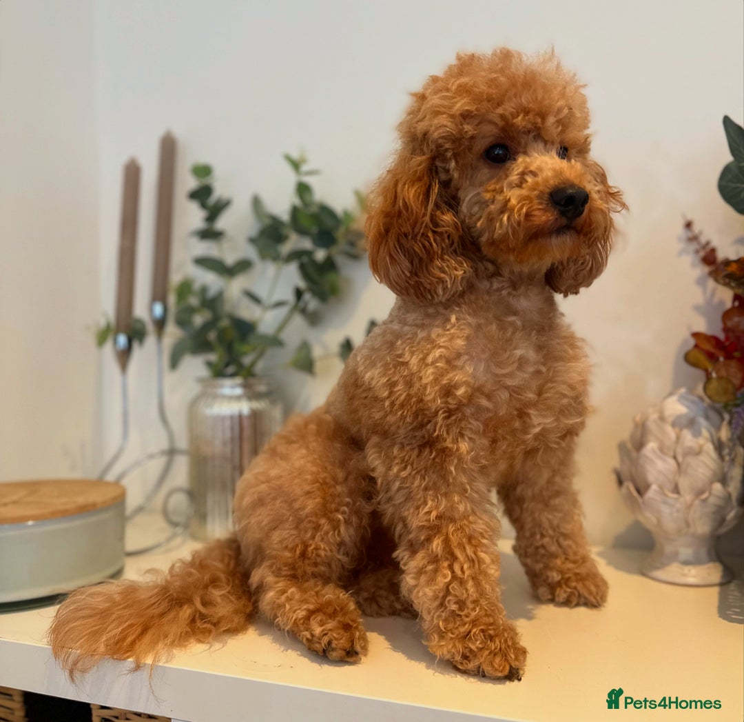 Toy Poodle dogs for stud: KC Red Toy Poodle STUD 🏆⭐️ HEALTH TESTED 🧬 ⭐️  in Aboyne - Image 1