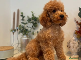 Toy Poodle dogs in Aboyne - Advert 41