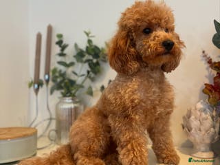 Toy Poodle dogs KC Red Toy Poodle STUD 🏆⭐️ HEALTH TESTED 🧬 ⭐️ in Aboyne - Advert 1