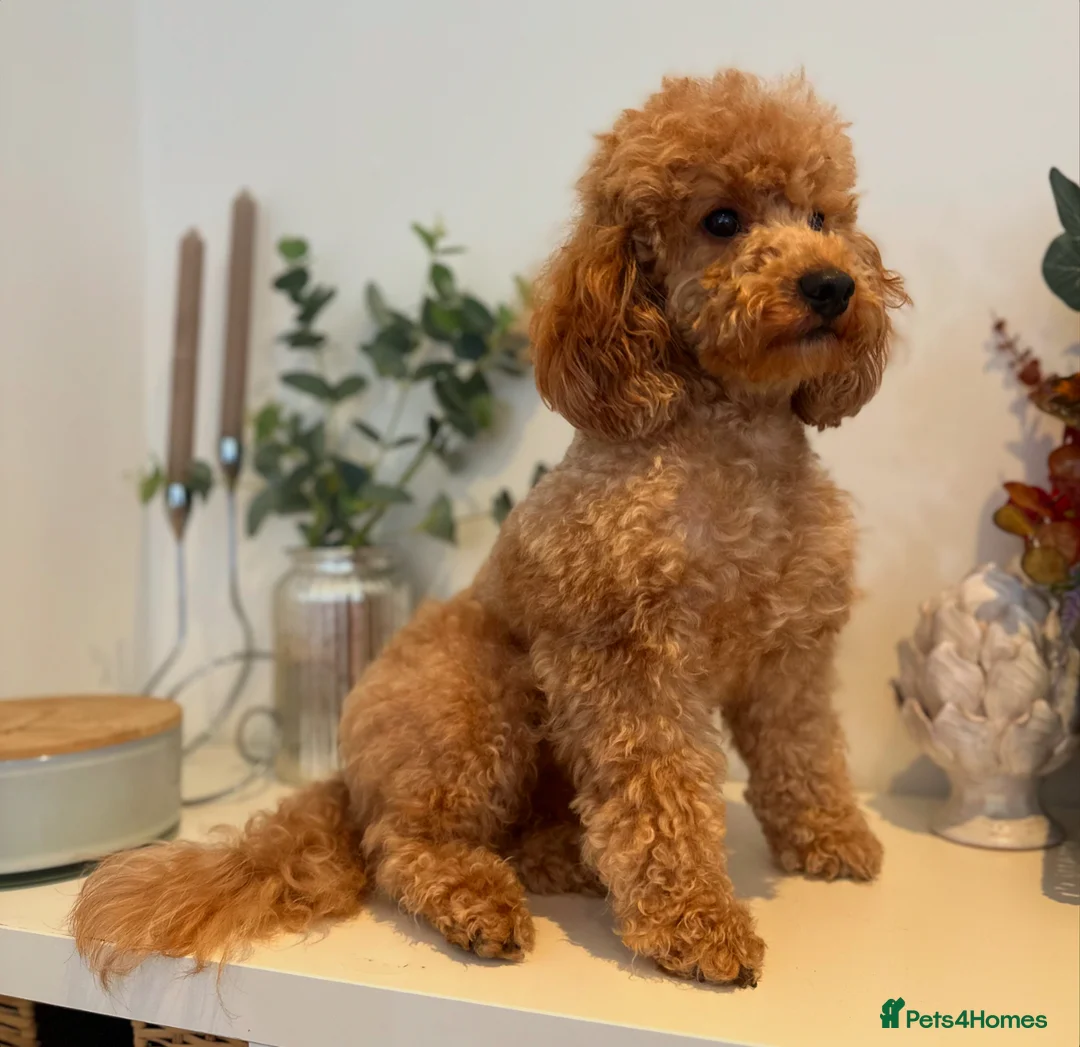 Toy Poodle dogs for stud: KC Red Toy Poodle STUD 🏆⭐️ HEALTH TESTED 🧬 ⭐️  in Aboyne - Advert 1