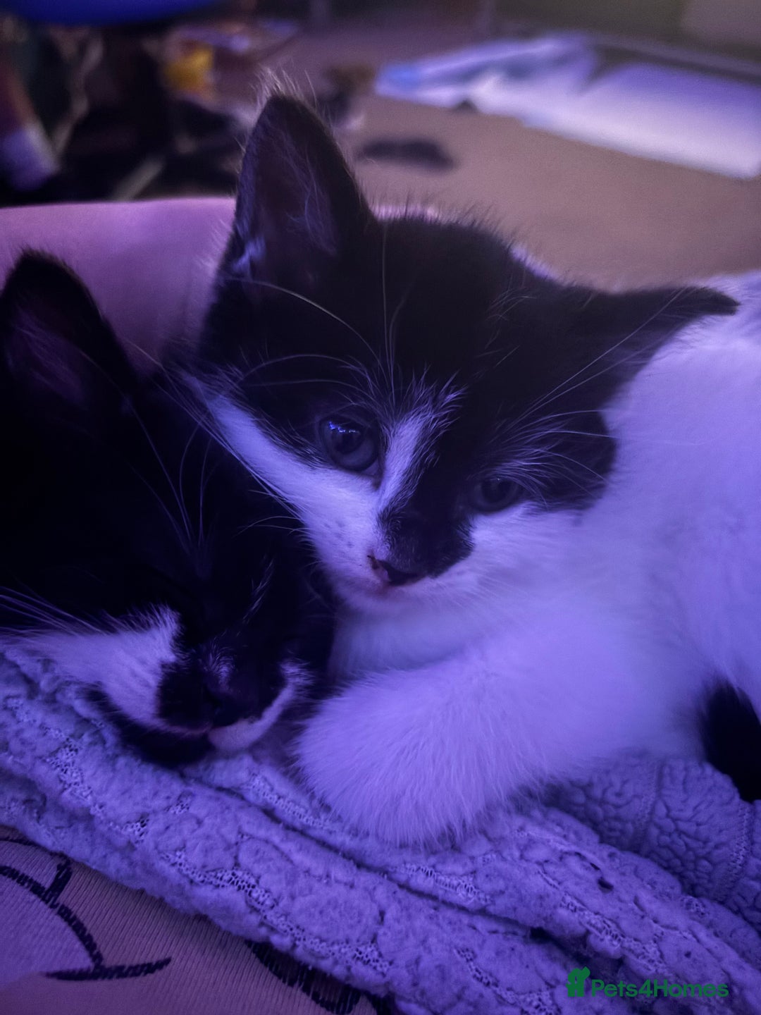Mixed Breed cats for sale: Black & white mixed breed kittens  - Image 6