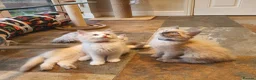 Ragdoll cats for sale: 💖9 Weeks Old💖Beautiful GCCF Ragdoll Kittens. - Advert 28