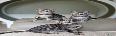 Bengal Kitten 9