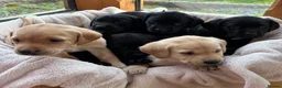 Labrador Retriever dogs for sale: Stunning Labradors KC registered DNA Tested Hip Sc - Advert 2