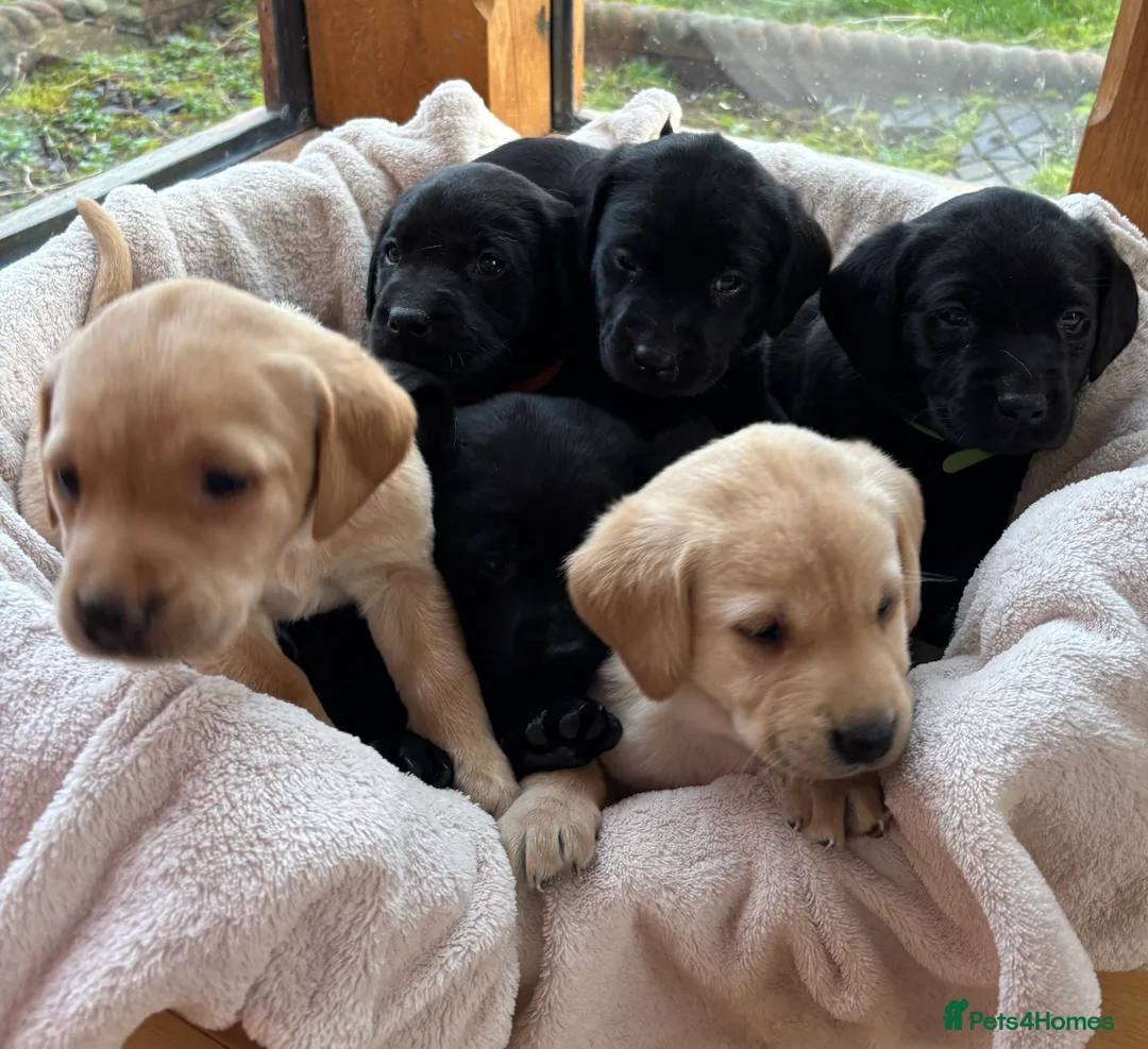 Labrador Retriever dogs for sale: Stunning Labradors KC registered DNA Tested Hip Sc - Advert 2