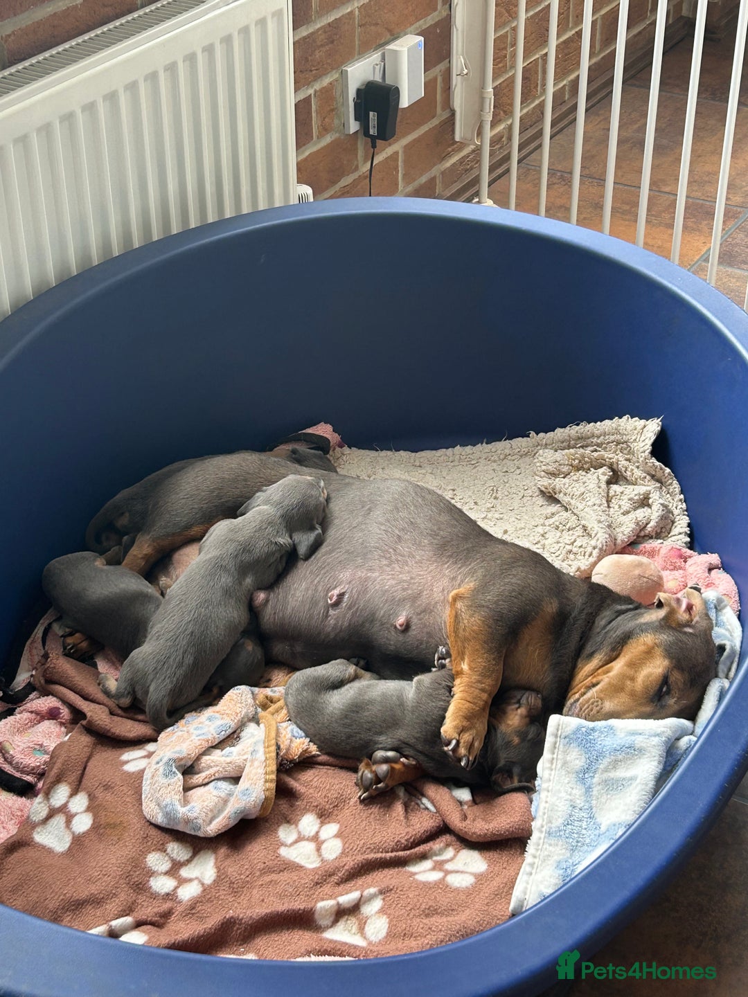 Miniature Dachshund dogs for sale: Adorable Blue and Tan puppies  - Image 17