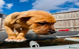 Mixed Breed dogs for sale: Staffy×Serbian Defence Male Puppy – Ready Now - Image 14