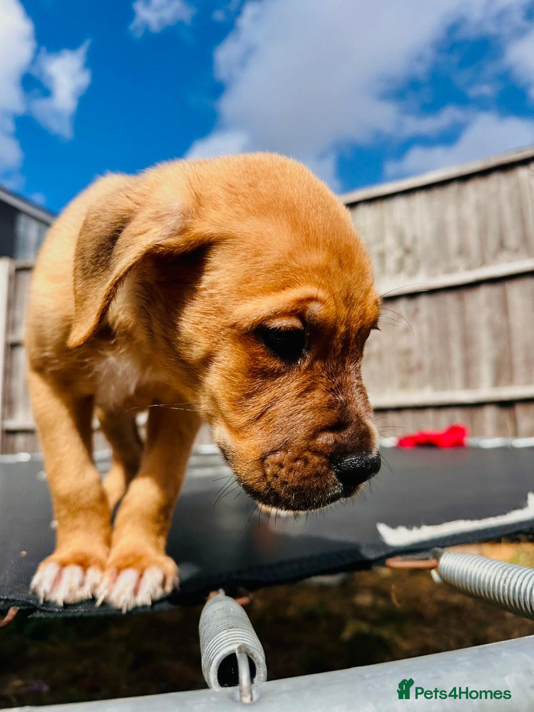 Mixed Breed dogs for sale: Staffy×Serbian Defence Male Puppy – Ready Now - Image 14
