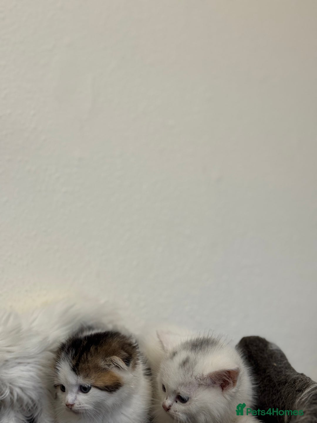 Scottish Fold cats for sale: Kittens - Advert 6