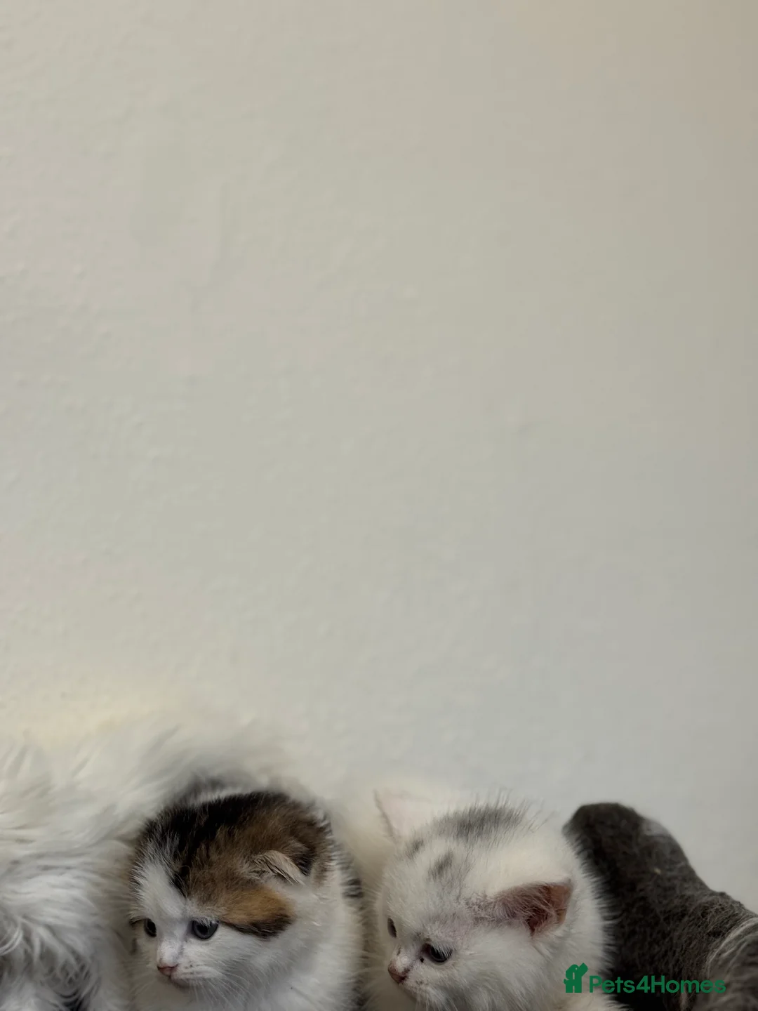 Scottish Fold cats for sale: Kittens - Advert 6