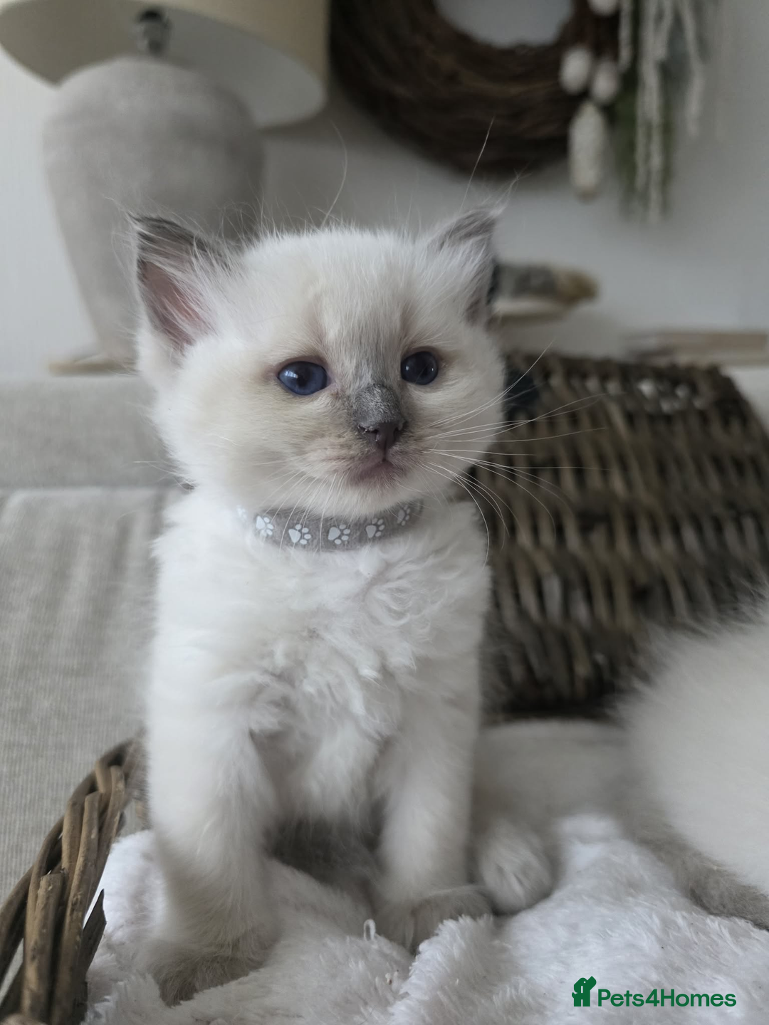 Ragdoll cats for sale: ✨RARE ALL LILAC LITTER GCCF&TICA Ragdoll Kittens✨ - Advert 24