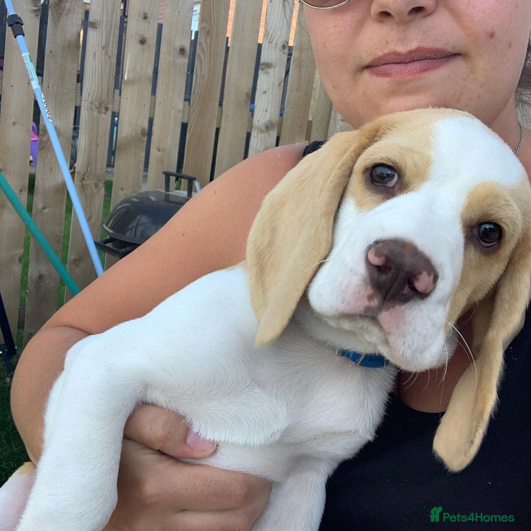 Beagle dogs for sale: Adorable Male Beagle - Advert 2