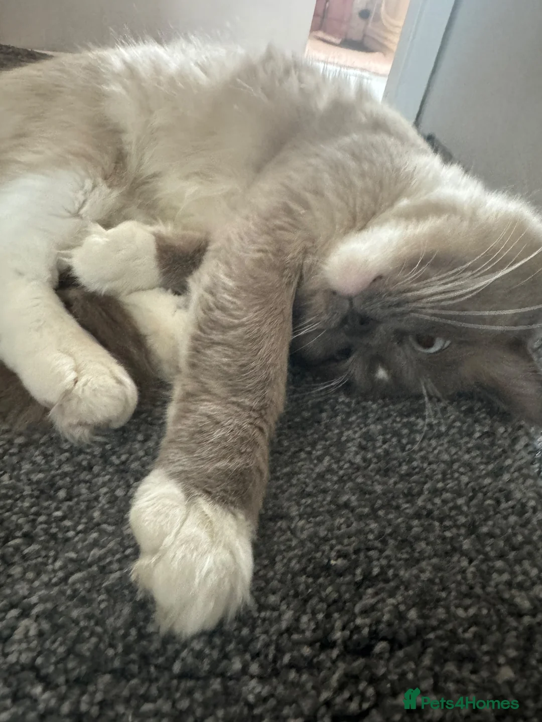Ragdoll cats for sale: 3 year old ragdoll  - Advert 2