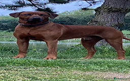 Rhodesian Ridgeback dogs for stud: (Our Duke) in Leominster - Image 9