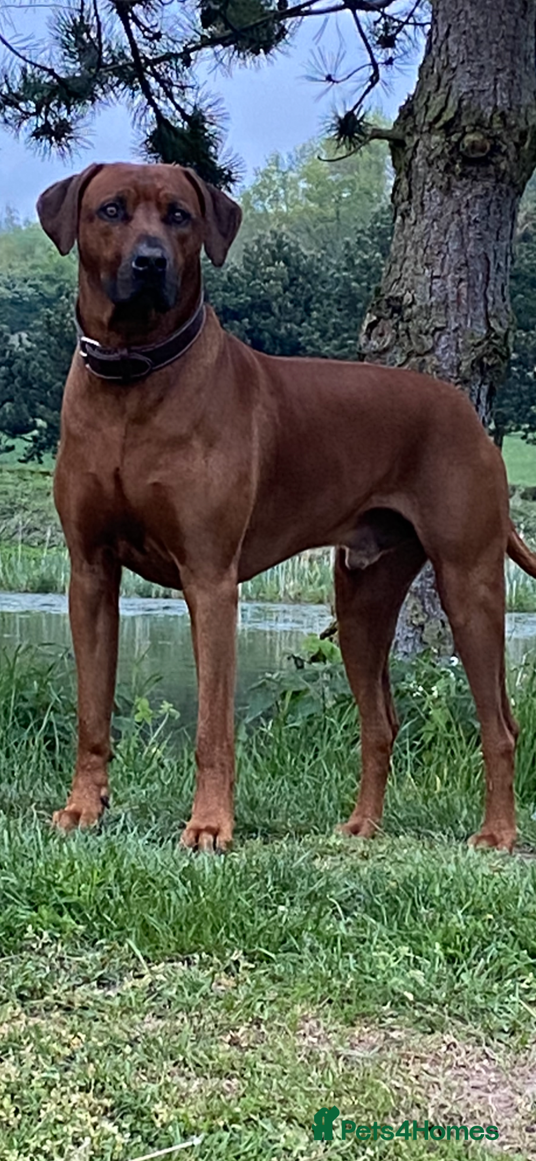 Rhodesian Ridgeback dogs for stud: (Our Duke) in Leominster - Image 9