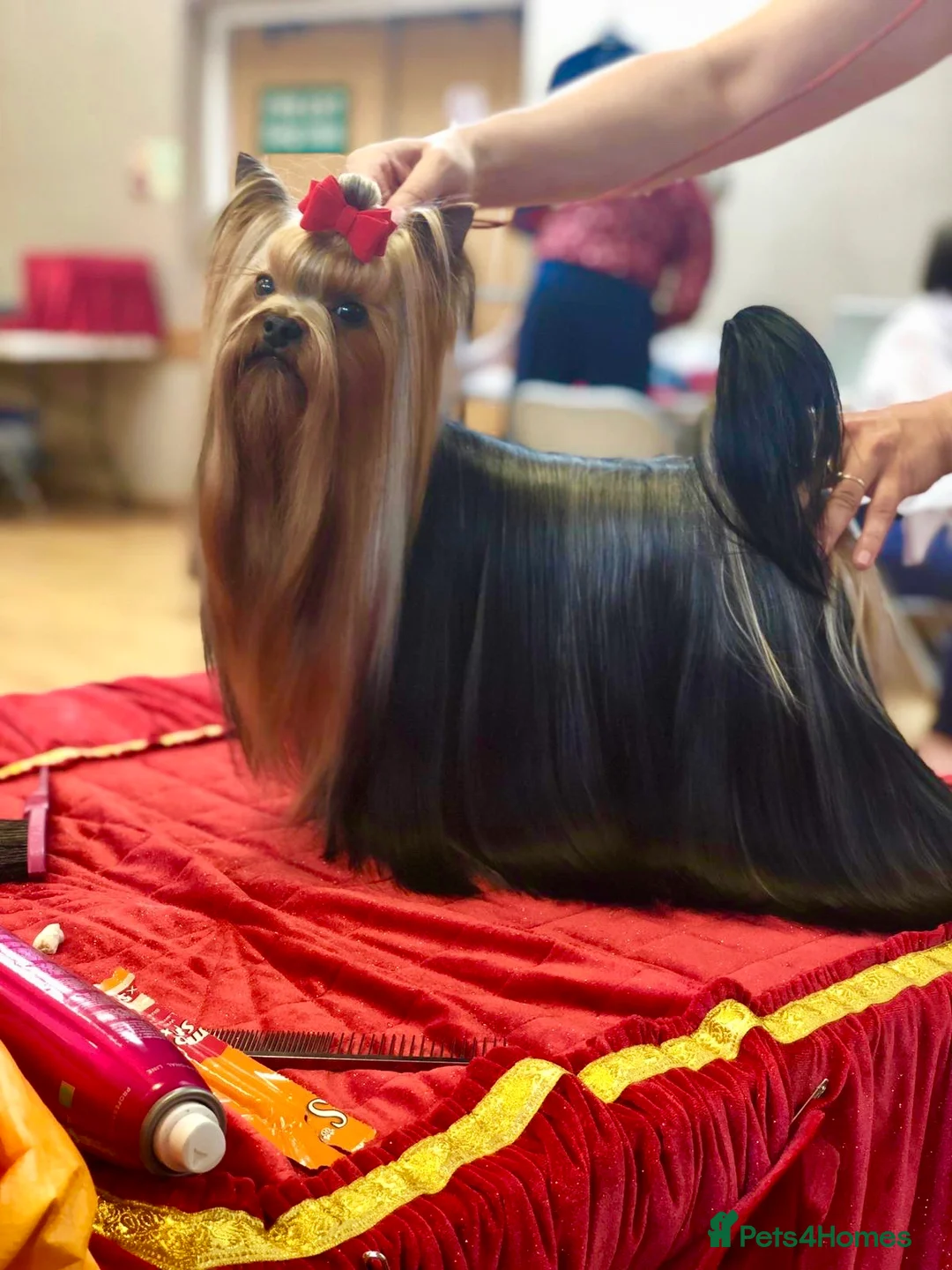 Yorkshire Terrier dogs for stud: Stunning UK champion small stud dog DNA tested in Rotherham - Advert 3