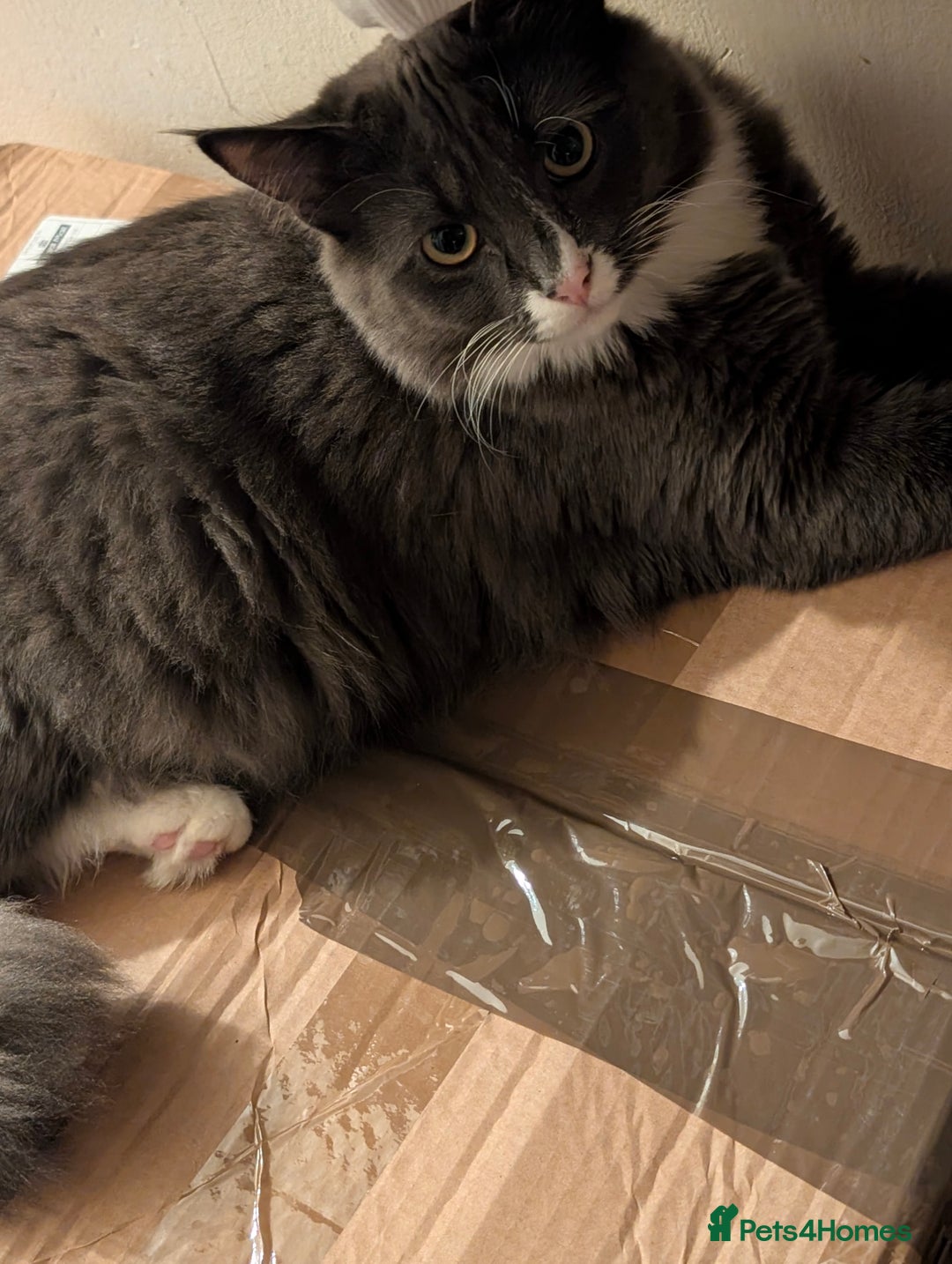 Mixed Breed cats for sale: My boy needs a new home  - Advert 3