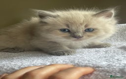 Ragdoll cats for sale: TICA registered pedigree Mink & blue point kittens - Image 15