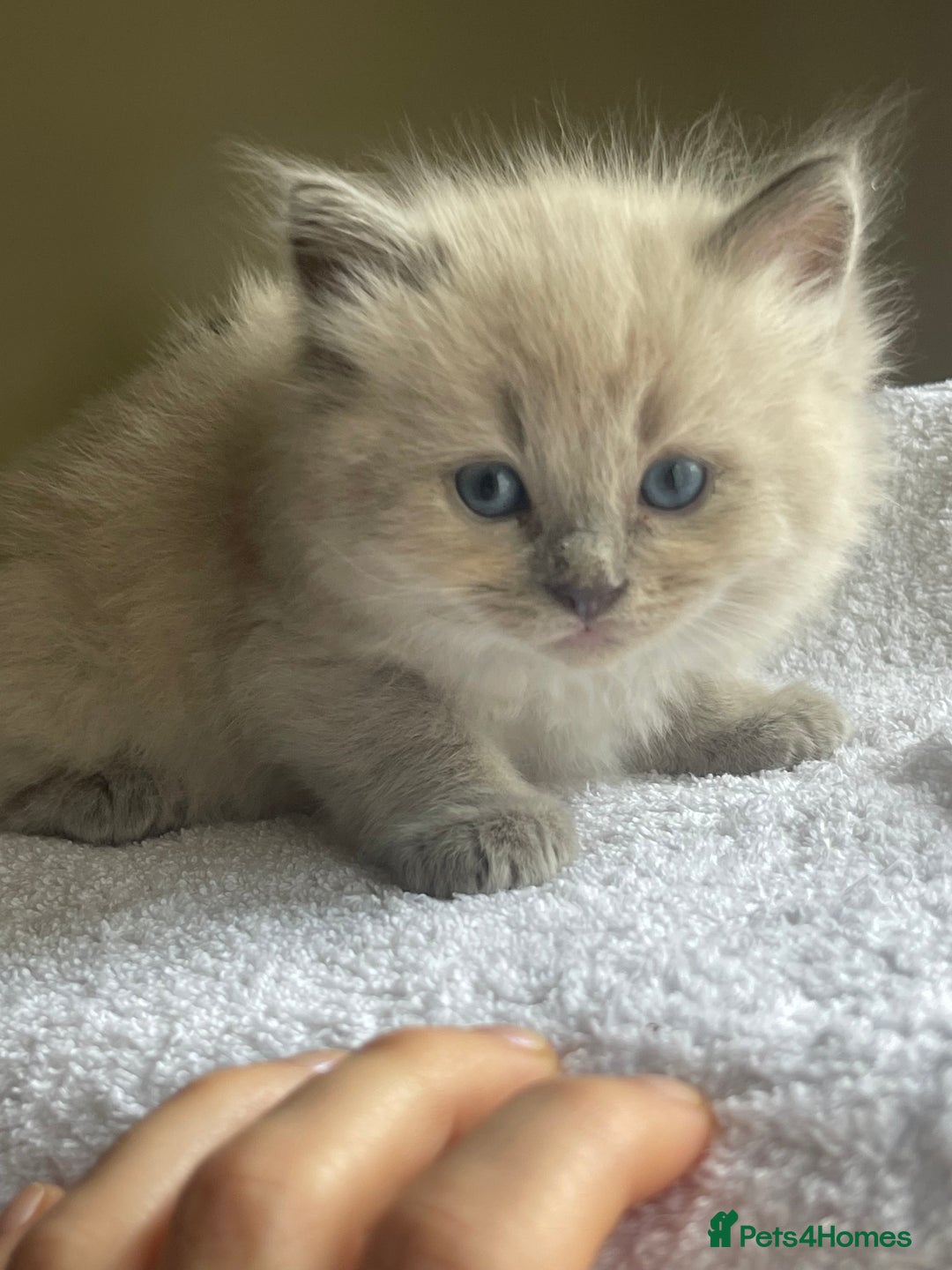 Ragdoll cats for sale: TICA registered pedigree Mink & blue point kittens - Image 15