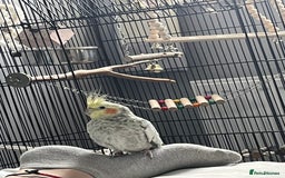 Cockatiels birds for sale: 16 month male Cockatiel + cage, stand and food - Image 2