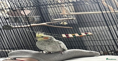 Cockatiels birds - Advert 13