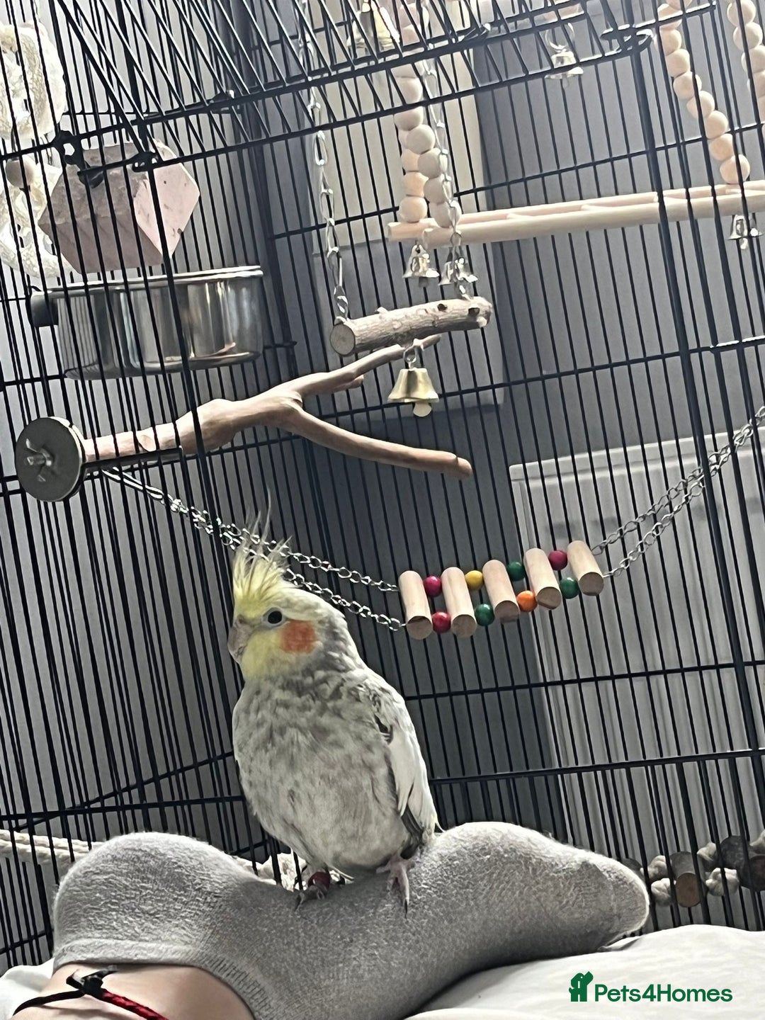 Cockatiels birds for sale: 16 month male Cockatiel + cage, stand and food - Image 2