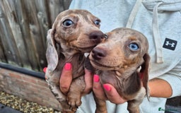Miniature Dachshund dogs for sale: Miniature smooth haired dachshunds  - Image 5