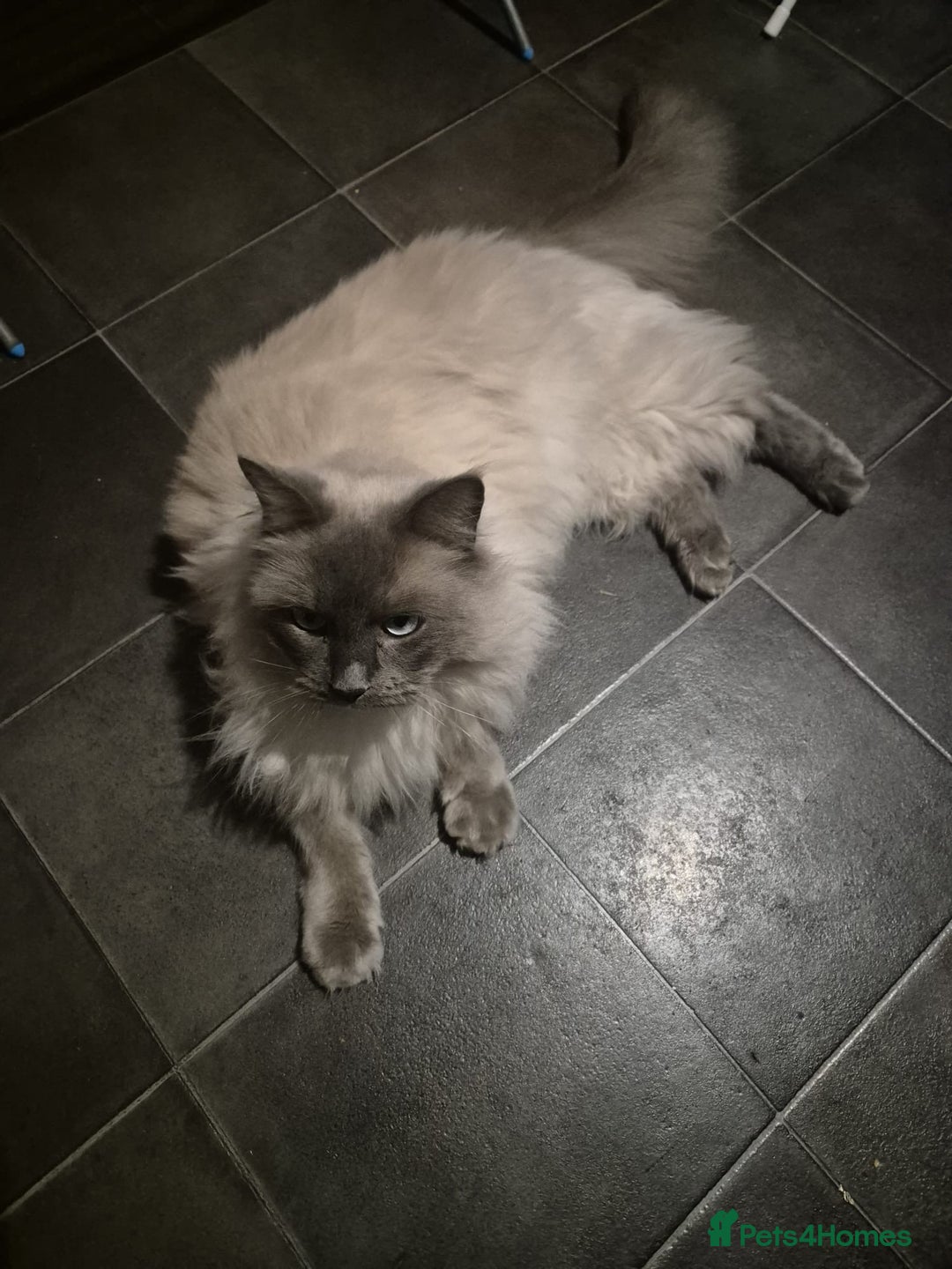Ragdoll cats for sale: 3-year-old male Ragdoll/Lynx  born 28 April 2022 - Advert 2