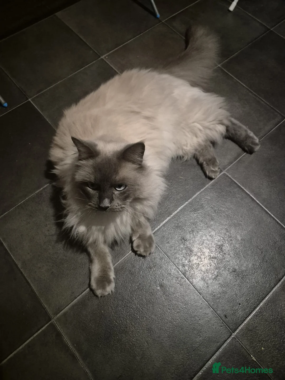 Ragdoll cats for sale: 3-year-old male Ragdoll/Lynx  born 28 April 2022 - Advert 2