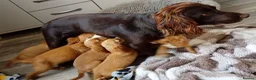 Cocker Spaniel dogs for sale: READY NOW Adorable puppies - Advert 10