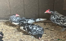 Chickens poultry for sale: Lots of Hens Poultry Chickens Available  - Image 6