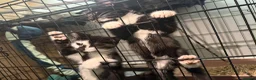 Mixed Breed cats for sale: Kittens need a new home in Wolverhampton - Advert 8