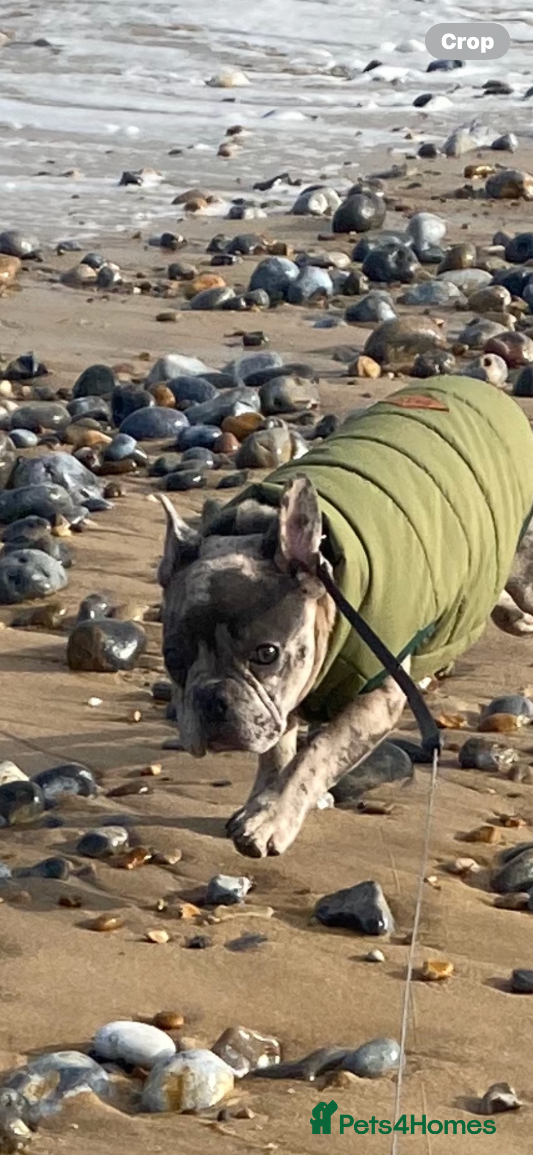 French Bulldog dogs for sale: Female French Bulldog - Advert 2