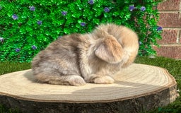 Mini Lop rabbits for sale: Stunning mini lops - Image 1