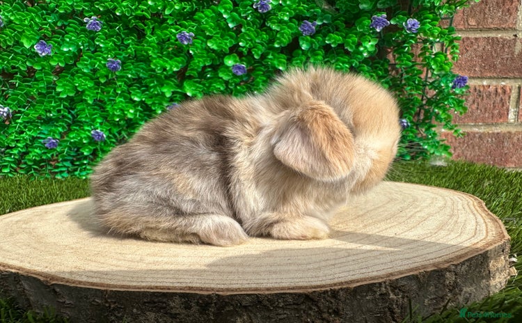 Mini Lop rabbits - Advert 1