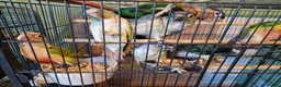 Conures birds for sale: Semi tame conures  - Advert 3