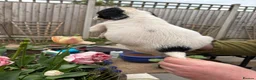 English Springer Spaniel dogs for sale: KC Registered springer spaniel puppies for sale  - Advert 6