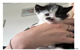 Mixed Breed cats for sale: 1 male 1 female kitten  - Image 2