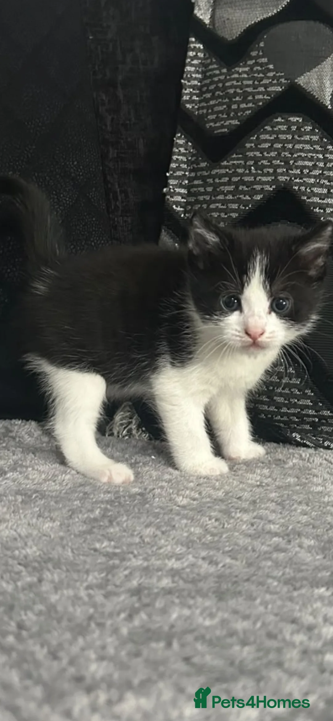 Mixed Breed cats for sale: 5 gorgeous black and white kittens - Advert 2