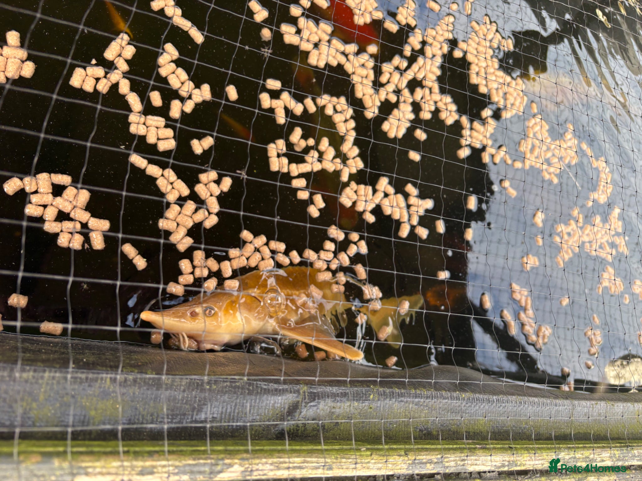 Koi Carp fish Koi for sale - Advert 9