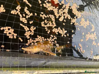 Koi Carp fish Koi for sale - Advert 9