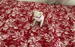 Italian Greyhound dogs for sale: Gorgeous Italian greyhound puppies  - Image 32