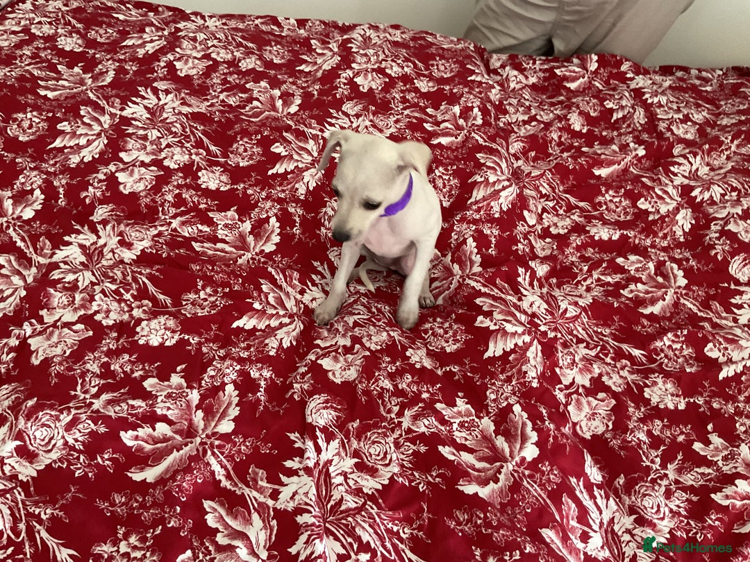 Italian Greyhound dogs for sale: Gorgeous Italian greyhound puppies  - Image 32