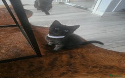 Mixed Breed cats for sale: 4 female kittens looking for forever homes  - Image 6
