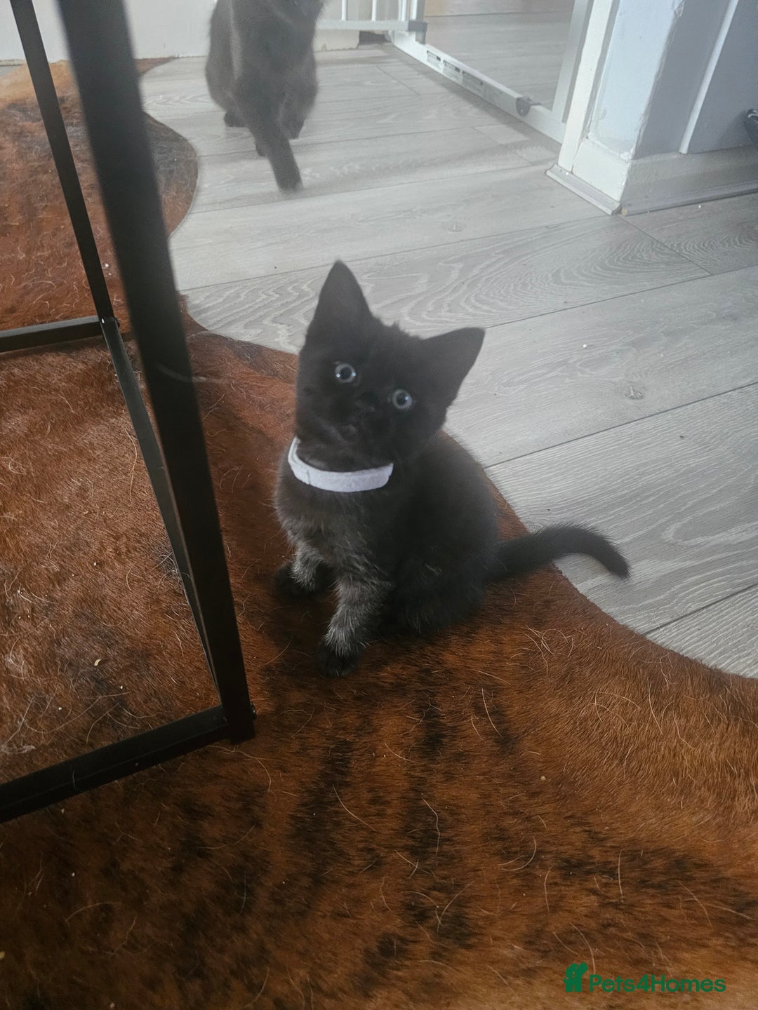 Mixed Breed cats for sale: 4 female kittens looking for forever homes  - Image 6