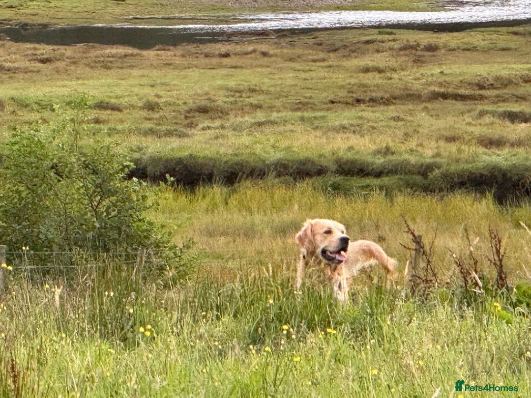 Golden Retriever dogs for stud: Dexx’s looking for a partner - Image 3
