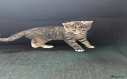 Manx cats for sale: Manx/Calico kittens for sale  - Image 4