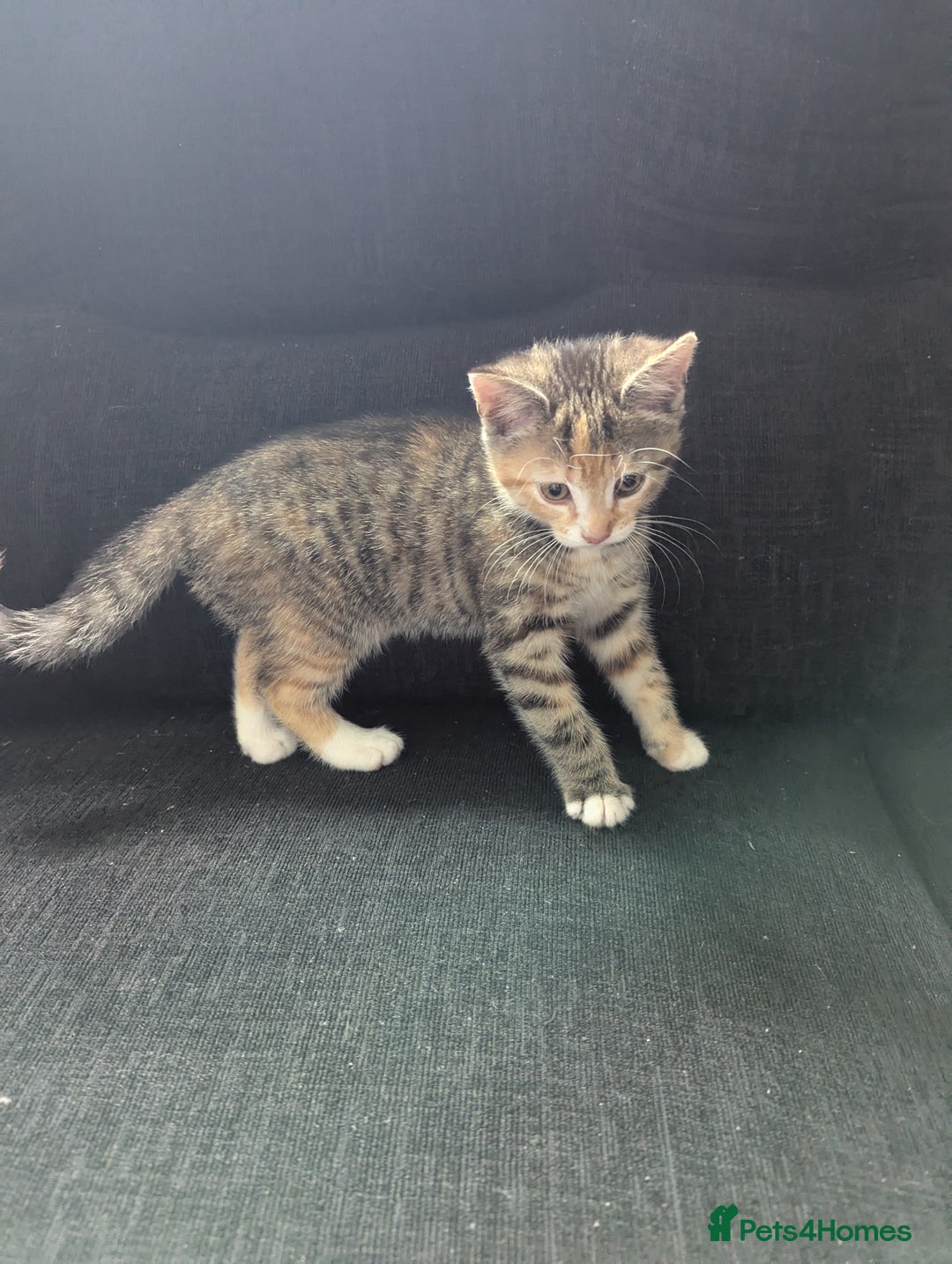 Manx cats for sale: Manx/Calico kittens for sale  - Image 4